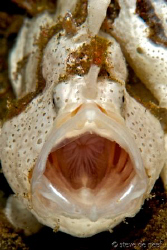 Yawning Painted Frogfish, Antennarius pictus. by Steve De Neef 
